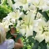 Blumenzwiebel, Baumlilien Pretty Woman