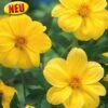 Blumenzwiebel, Dahlie Mignon Yellow Sneezy 2 Blumenzwiebel, Dahlie Mignon Yellow Sneezy -Deutschland Gartenbedarf Verkäufe 2024 austrosaat blumenzwiebel dahlie mignon yellow sneezy 1684107 de