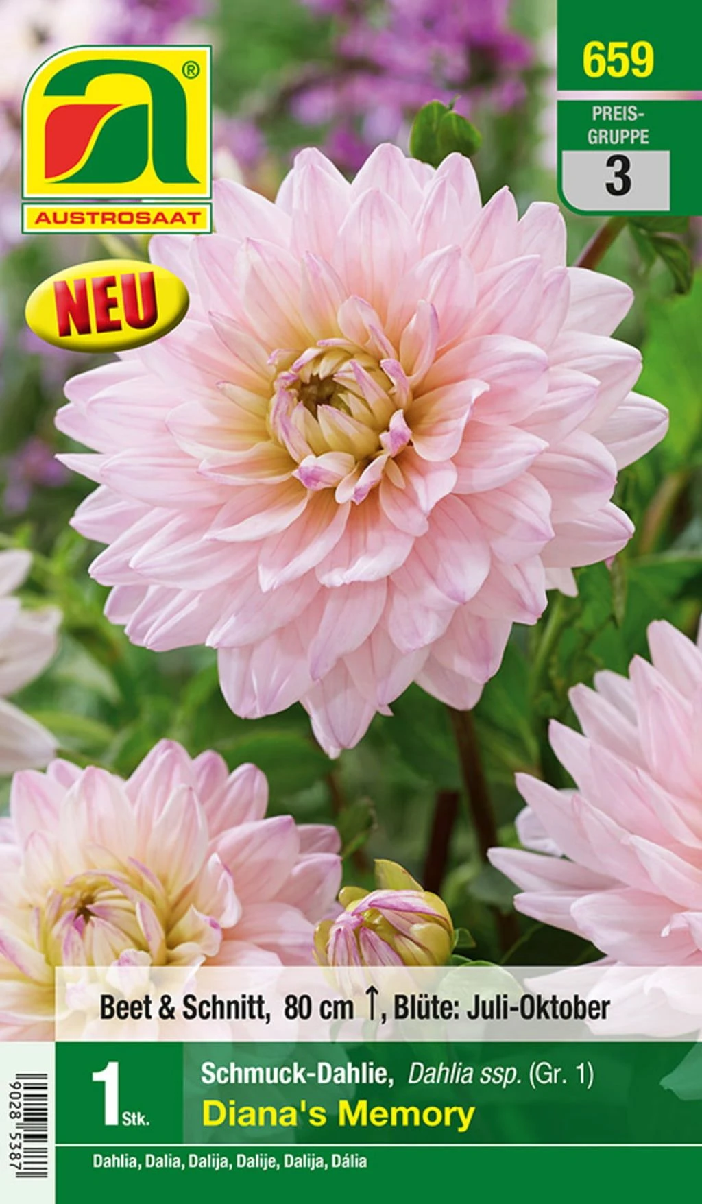 Blumenzwiebel, Dahlie Schmuck Diana's Memory 3 Blumenzwiebel, Dahlie Schmuck Diana's Memory