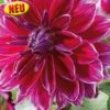 Blumenzwiebel, Dahlie Schmuck Mero 1 Blumenzwiebel, Dahlie Schmuck Mero -Deutschland Gartenbedarf Verkäufe 2024 austrosaat blumenzwiebel dahlie schmuck mero 1684103 de