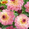 Blumenzwiebel, Dahlie Schmuck Zingaro 2 Blumenzwiebel, Dahlie Schmuck Zingaro -Deutschland Gartenbedarf Verkäufe 2024 austrosaat blumenzwiebel dahlie schmuck zingaro 1684105 de