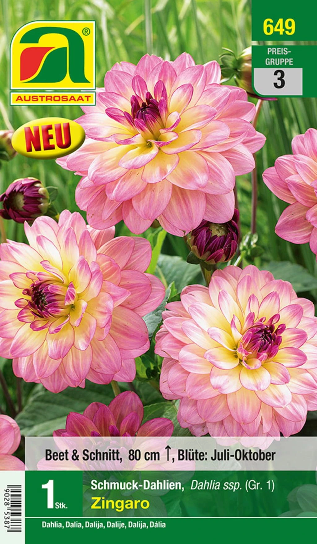 Blumenzwiebel, Dahlie Schmuck Zingaro 3 Blumenzwiebel, Dahlie Schmuck Zingaro