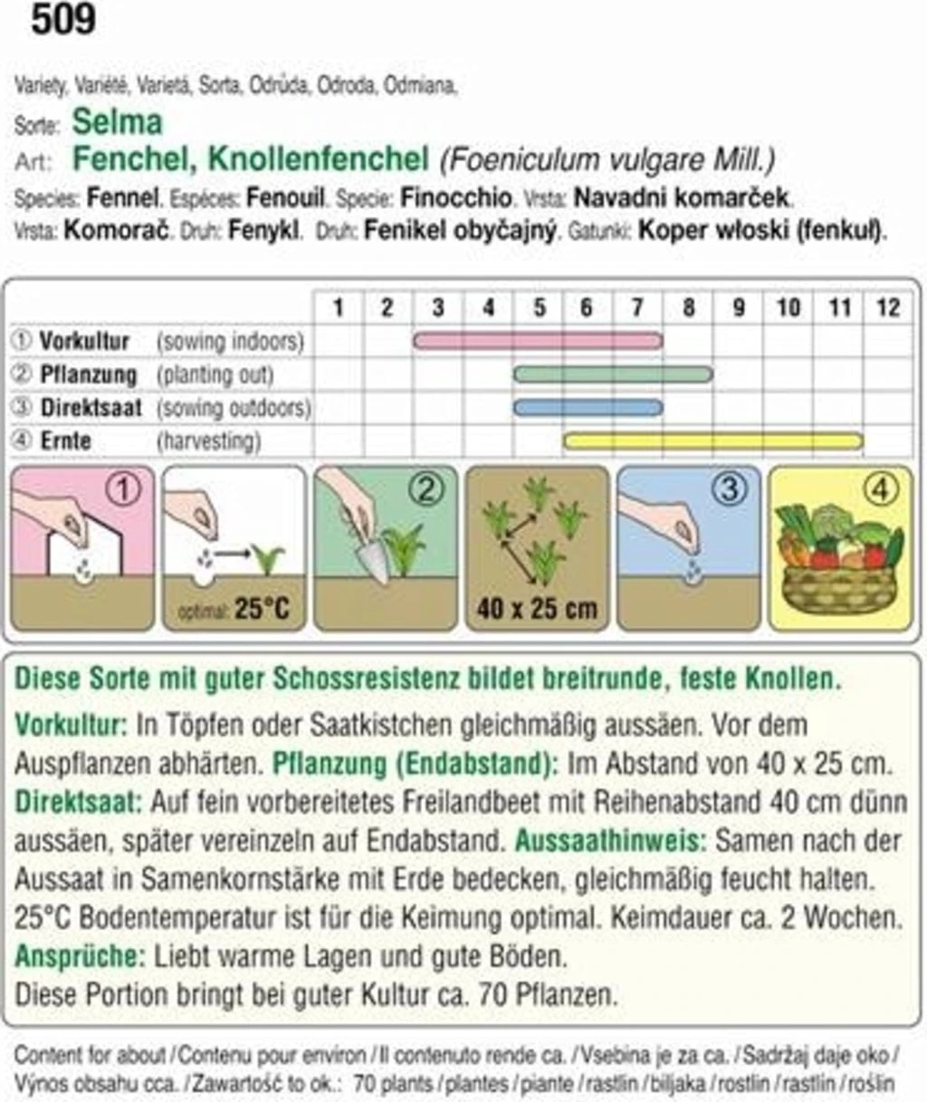 Knollenfenchel "Selma" 3 Knollenfenchel "Selma"