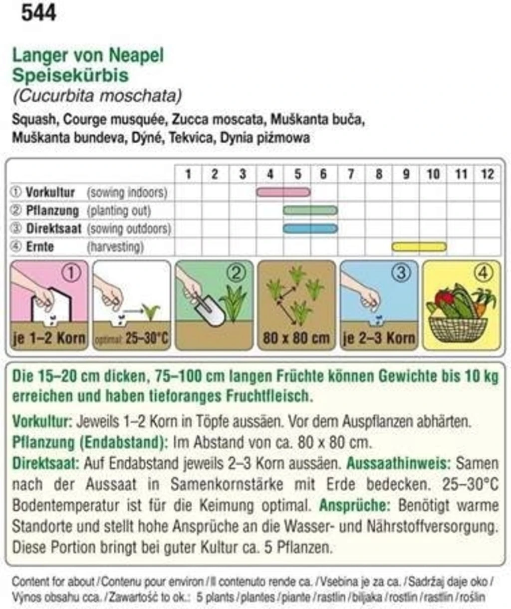 Kürbis "Langer Von Neapel" 4 Kürbis "Langer Von Neapel" – Bild 2