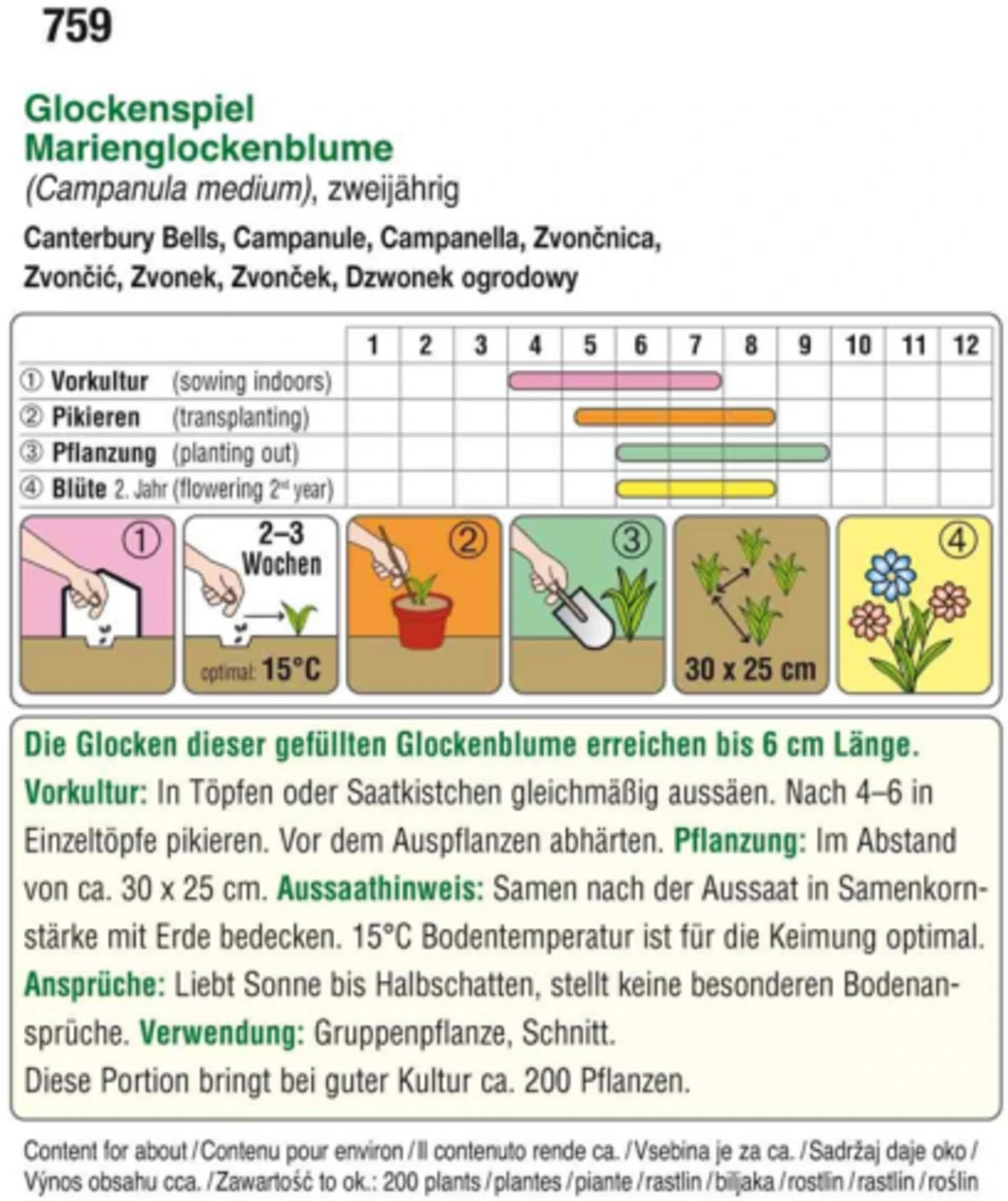 Marienglockenblume"Glockenspiel" 3 Marienglockenblume"Glockenspiel"