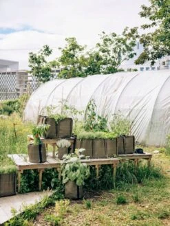 Pflanztasche "Classic" - Geotextil, 10 L -Deutschland Gartenbedarf Verkäufe 2024 bacsac pflanztasche classic geotextil 1681149 de