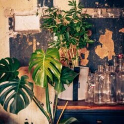 Pflanztasche "Colour" - 10 Liter, Ingwer -Deutschland Gartenbedarf Verkäufe 2024 bacsac pflanztasche colour 10 liter 1681163 de