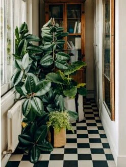 Pflanztasche "Colour" - 10 Liter, Ingwer -Deutschland Gartenbedarf Verkäufe 2024 bacsac pflanztasche colour 10 liter 1681169 de