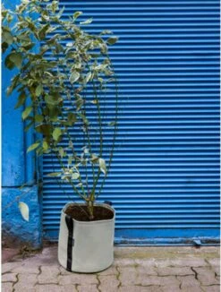 Pflanztasche "Colour" - 25 Liter, Limette 13 Pflanztasche "Colour" - 25 Liter, Limette -Deutschland Gartenbedarf Verkäufe 2024 bacsac pflanztasche colour 25 liter kalk 1681182 de