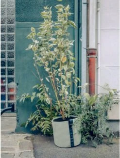 Pflanztasche "Colour" - 25 Liter, Limette 12 Pflanztasche "Colour" - 25 Liter, Limette -Deutschland Gartenbedarf Verkäufe 2024 bacsac pflanztasche colour 25 liter kalk 1681185 de