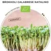 Bio Keimsprossen Brokkoli „Calabrese Natalino“ -Deutschland Gartenbedarf Verkäufe 2024 bionana bio keimsprossen brokkoli calabrese natalino 1 paket 1695262 de