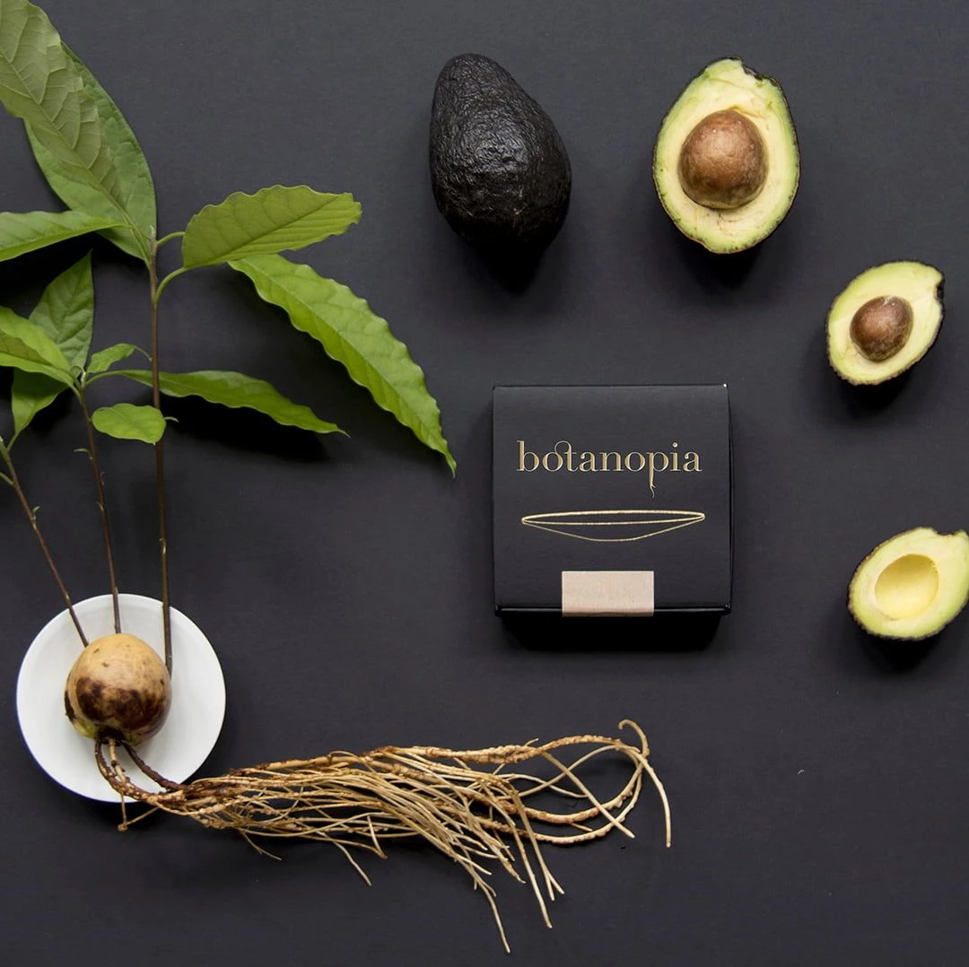 Keimplatte, Large 14 Keimplatte, Large – Bild 12