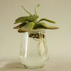 Keimplatte, Large 20 Keimplatte, Large -Deutschland Gartenbedarf Verkäufe 2024 botanopia keimplatte large 1581798 de