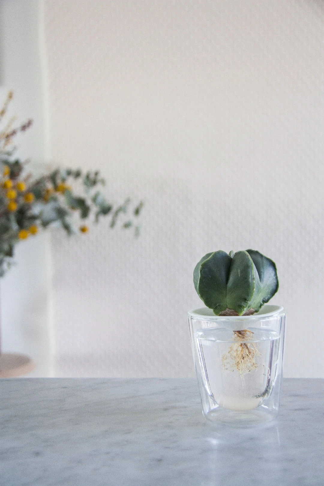 Keimplatte, Large 4 Keimplatte, Large – Bild 2