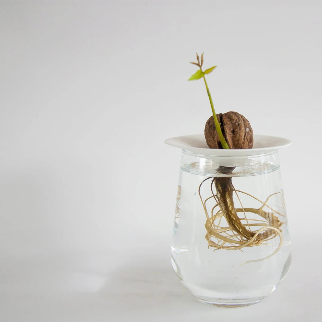 Keimplatte, Large 6 Keimplatte, Large – Bild 4