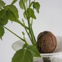 Keimplatte, Large 24 Keimplatte, Large -Deutschland Gartenbedarf Verkäufe 2024 botanopia keimplatte large 1581812 de