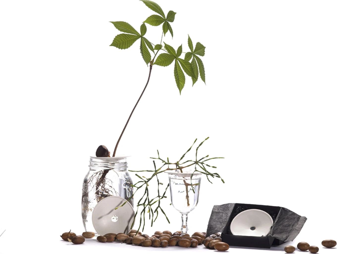 Keimplatte, Large 16 Keimplatte, Large – Bild 14