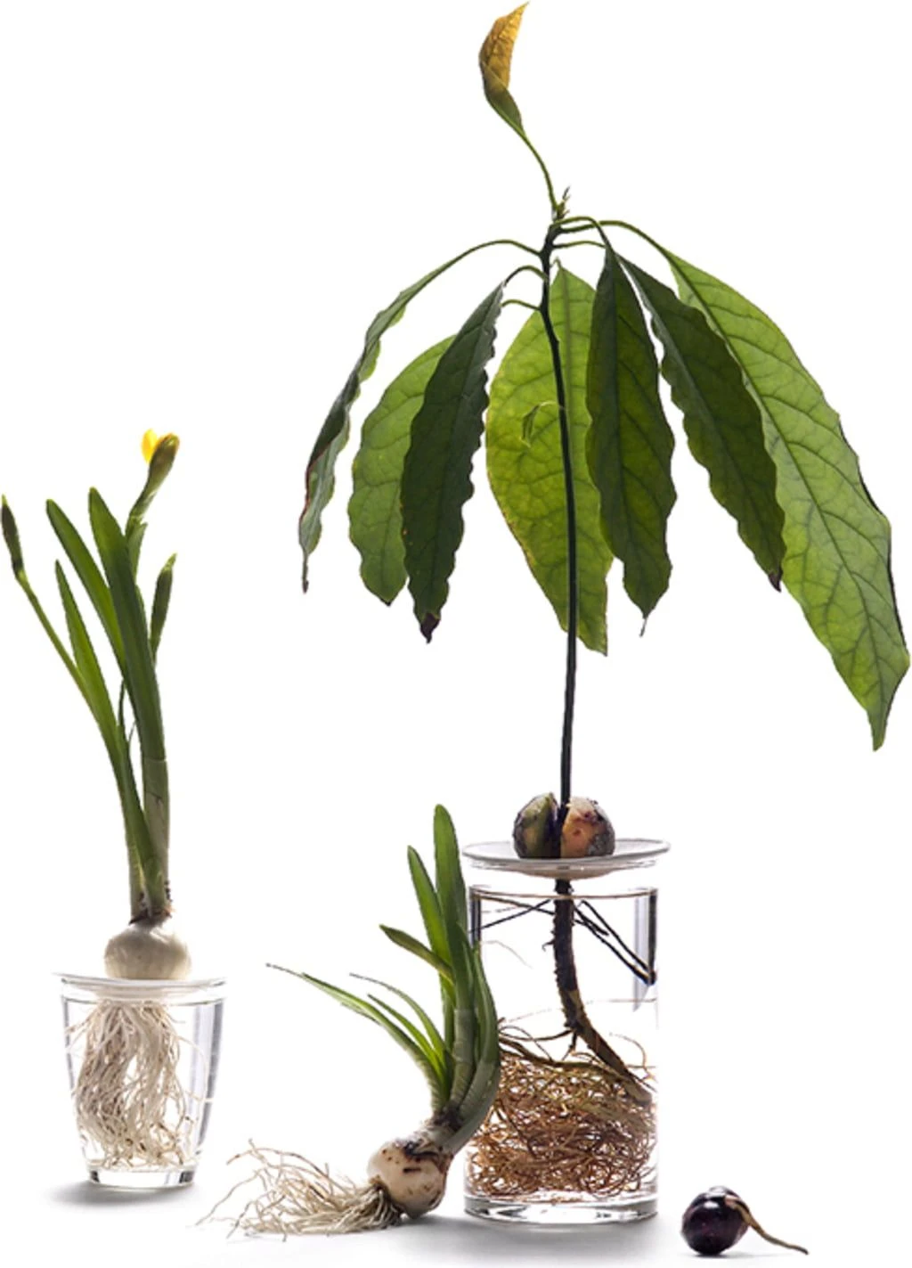 Keimplatte, Large 15 Keimplatte, Large – Bild 13