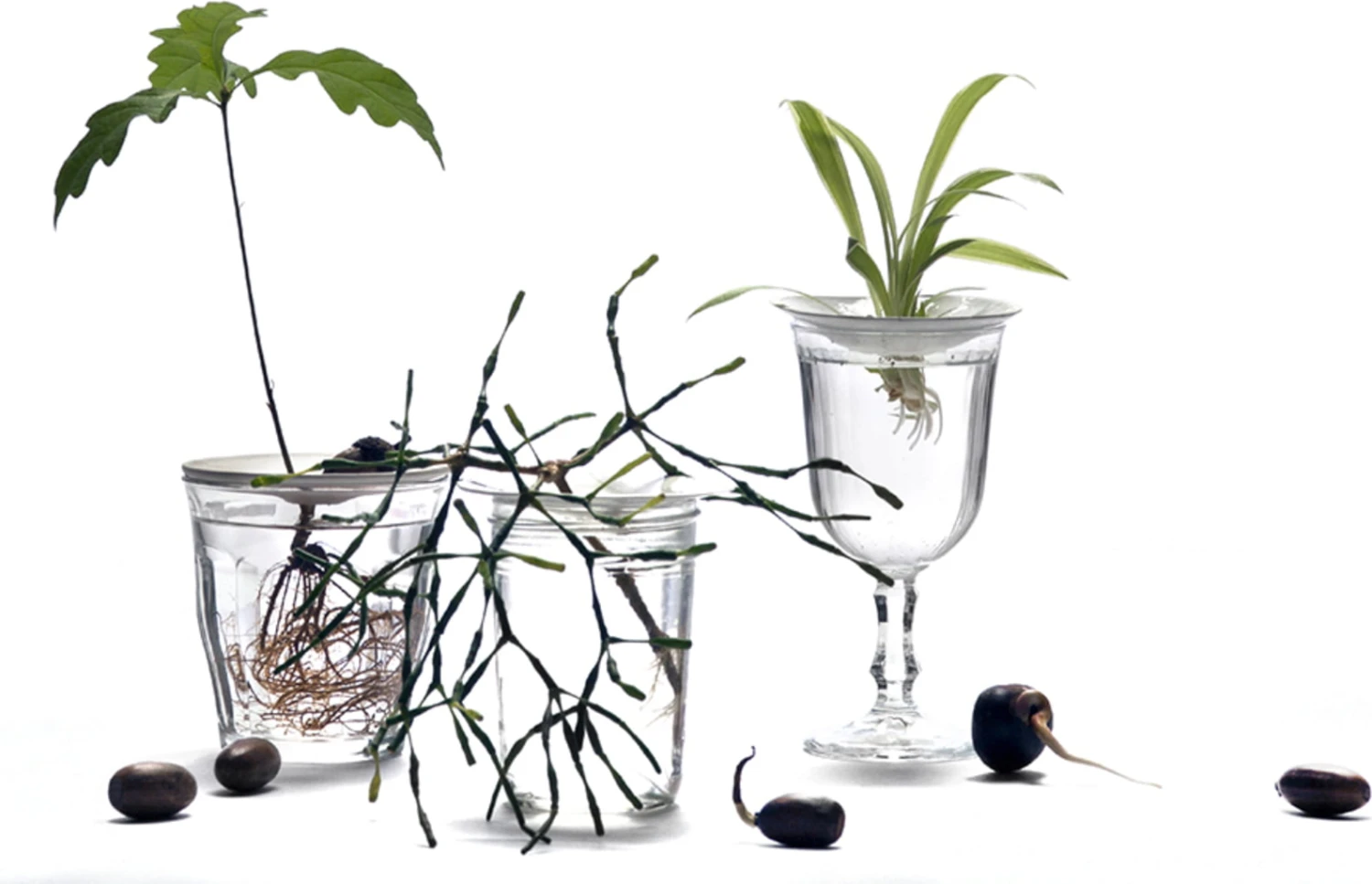 Keimplatte, Large 3 Keimplatte, Large