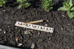 Pflanzlineal & Setzholz Für Kinder -Deutschland Gartenbedarf Verkäufe 2024 burgon ball pflanzlineal setzholz fuer kinder 1 set 1643920 de