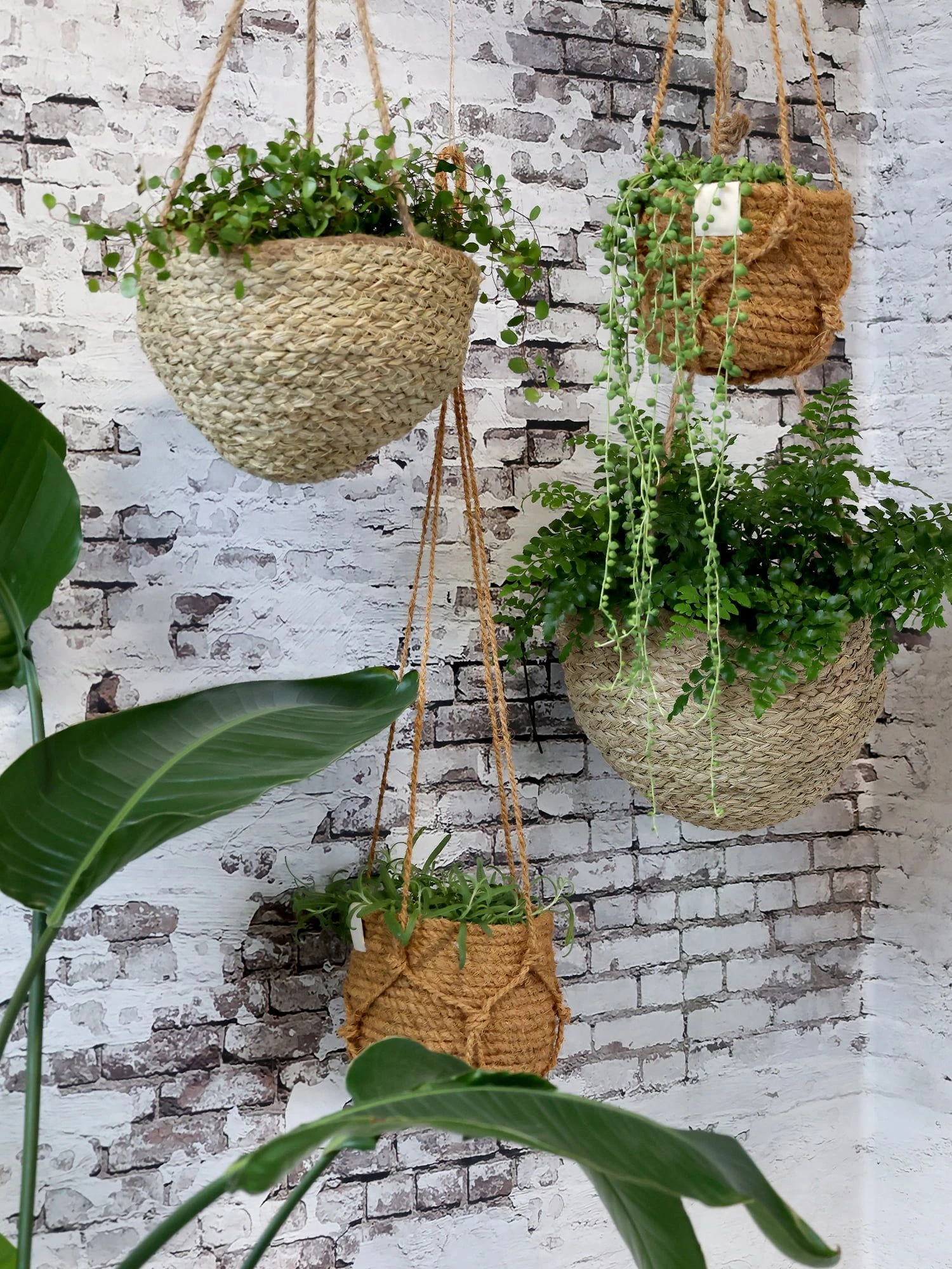 Blumenampel Korb Natur, H14/D18 Cm 8 Blumenampel Korb Natur, H14/D18 Cm – Bild 6