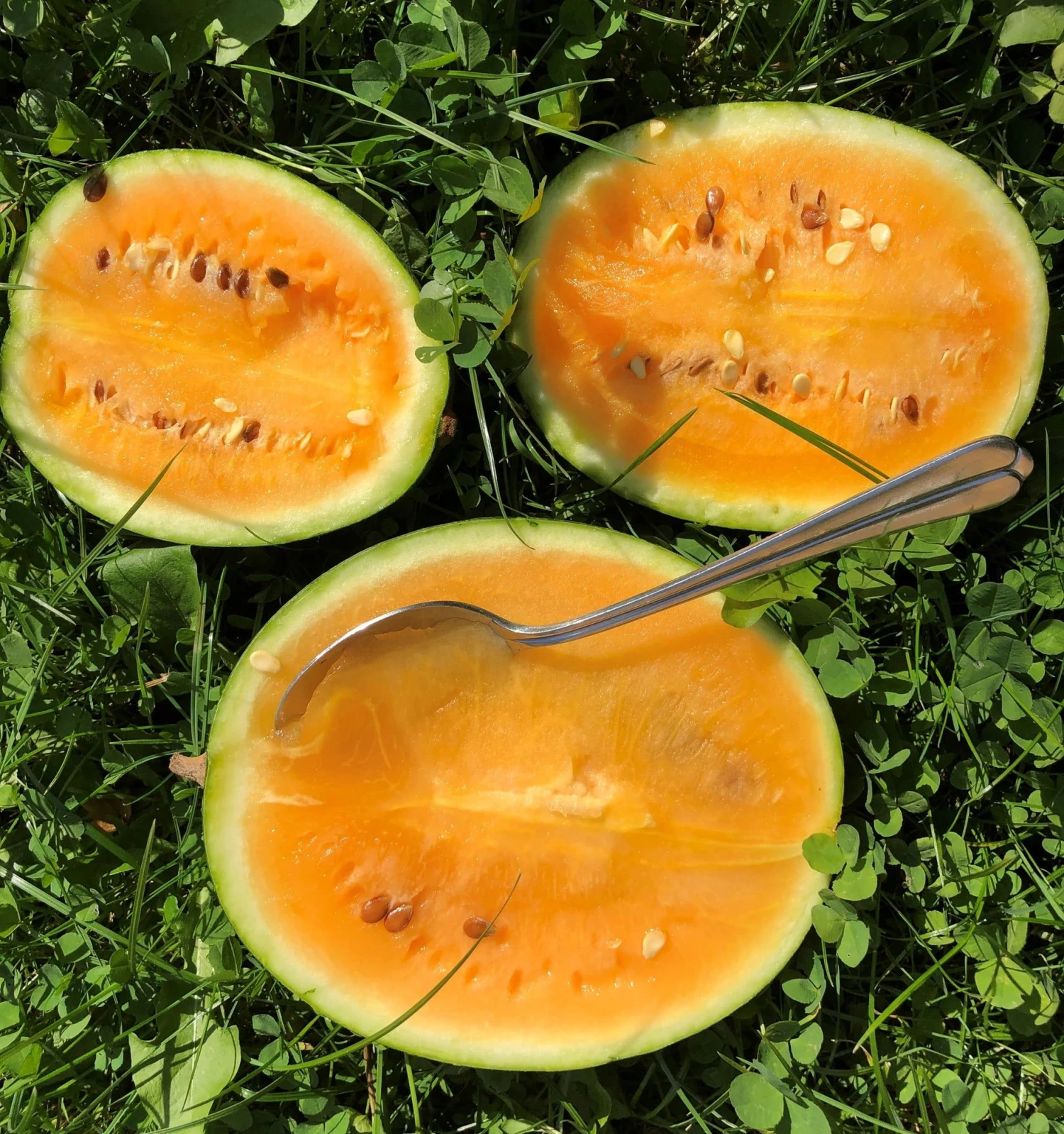 Bio Wassermelone Solopoly 3 Bio Wassermelone Solopoly