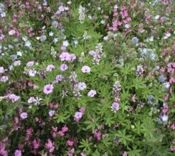 Bockshornsklee, 3 G 7 Bockshornsklee, 3 G -Deutschland Gartenbedarf Verkäufe 2024 de bolster bockshornsklee 3 g 1647536 de