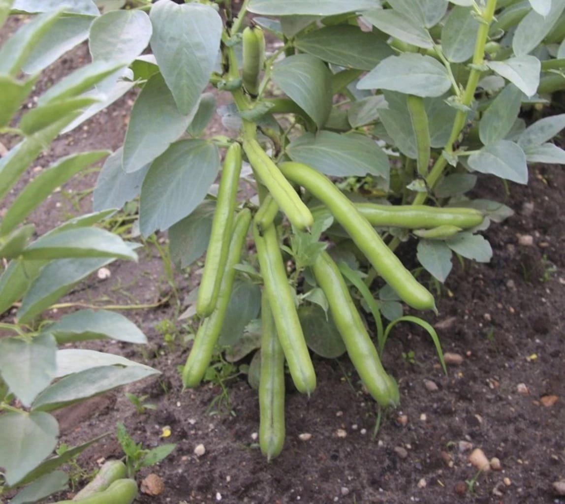 Dicke Bohne "Ratio", 75 G 3 Dicke Bohne "Ratio", 75 G