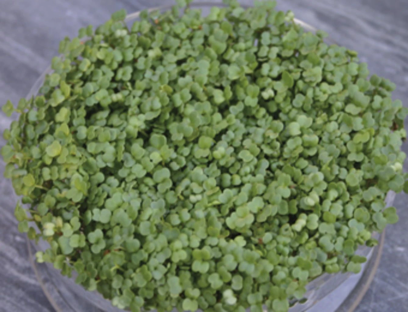 Keimsprossen "Brokkoli", 25 G 4 Keimsprossen "Brokkoli", 25 G – Bild 2