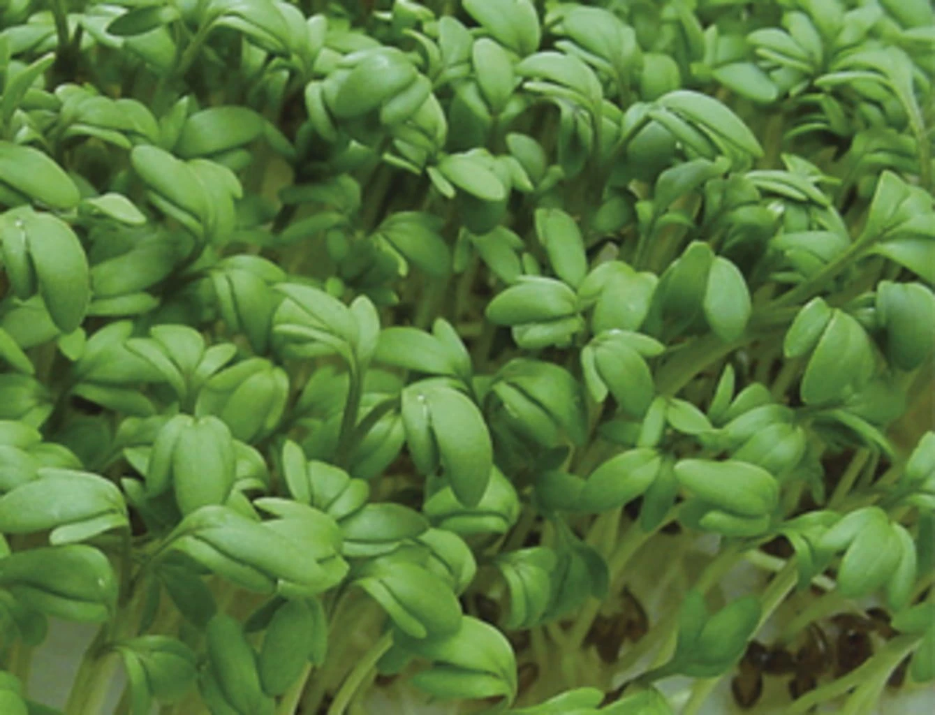 Keimsprossen "Kresse", 50 G 4 Keimsprossen "Kresse", 50 G – Bild 2