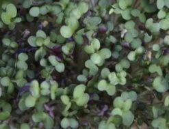 Keimsprossen "Senfsaat", 50 G