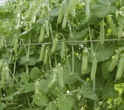 Palerbse "Erster Mai", 55 G 6 Palerbse "Erster Mai", 55 G -Deutschland Gartenbedarf Verkäufe 2024 de bolster palerbse erster mai 55 g 1647620 de