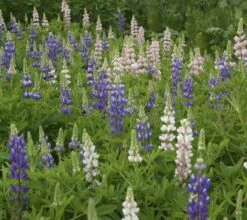 Zwerglupine, 2 G -Deutschland Gartenbedarf Verkäufe 2024 de bolster zwerglupine 2 g 1647448 de