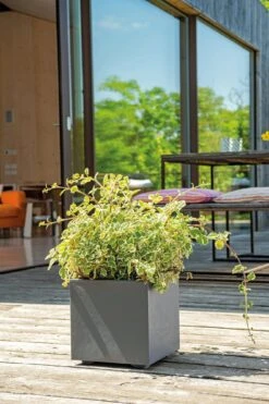 Pflanztopf "Quadro Millenium" Mit Wasserreservoir - Anthrazit, 39 Cm 11 Pflanztopf "Quadro Millenium" Mit Wasserreservoir - Anthrazit, 39 Cm -Deutschland Gartenbedarf Verkäufe 2024 deroma pflanztopf millenium 39 cm mit wasserreservoir anthrazit 1631607 de