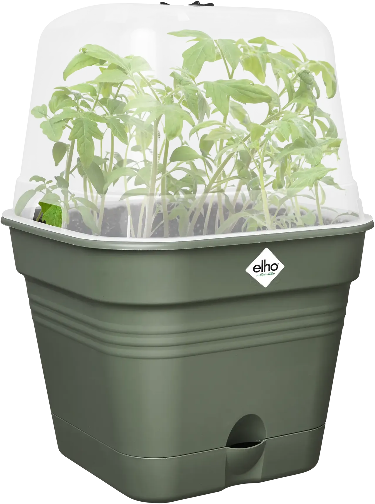 Elho Anzuchttopf Set Green Basics 20cm - Quadrat, Laubgrün 8 Elho Anzuchttopf Set Green Basics 20cm - Quadrat, Laubgrün – Bild 6