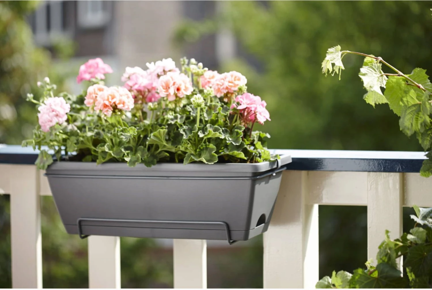 Elho Barcelona Allin1 50 Cm, Anthrazit 4 Elho Barcelona Allin1 50 Cm, Anthrazit – Bild 2