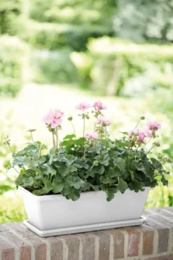 Elho Barcelona Balkonkasten 40 Cm, Weiss 10 Elho Barcelona Balkonkasten 40 Cm, Weiss -Deutschland Gartenbedarf Verkäufe 2024 elho barcelona balkonkasten 40 cm vit 1598776 de