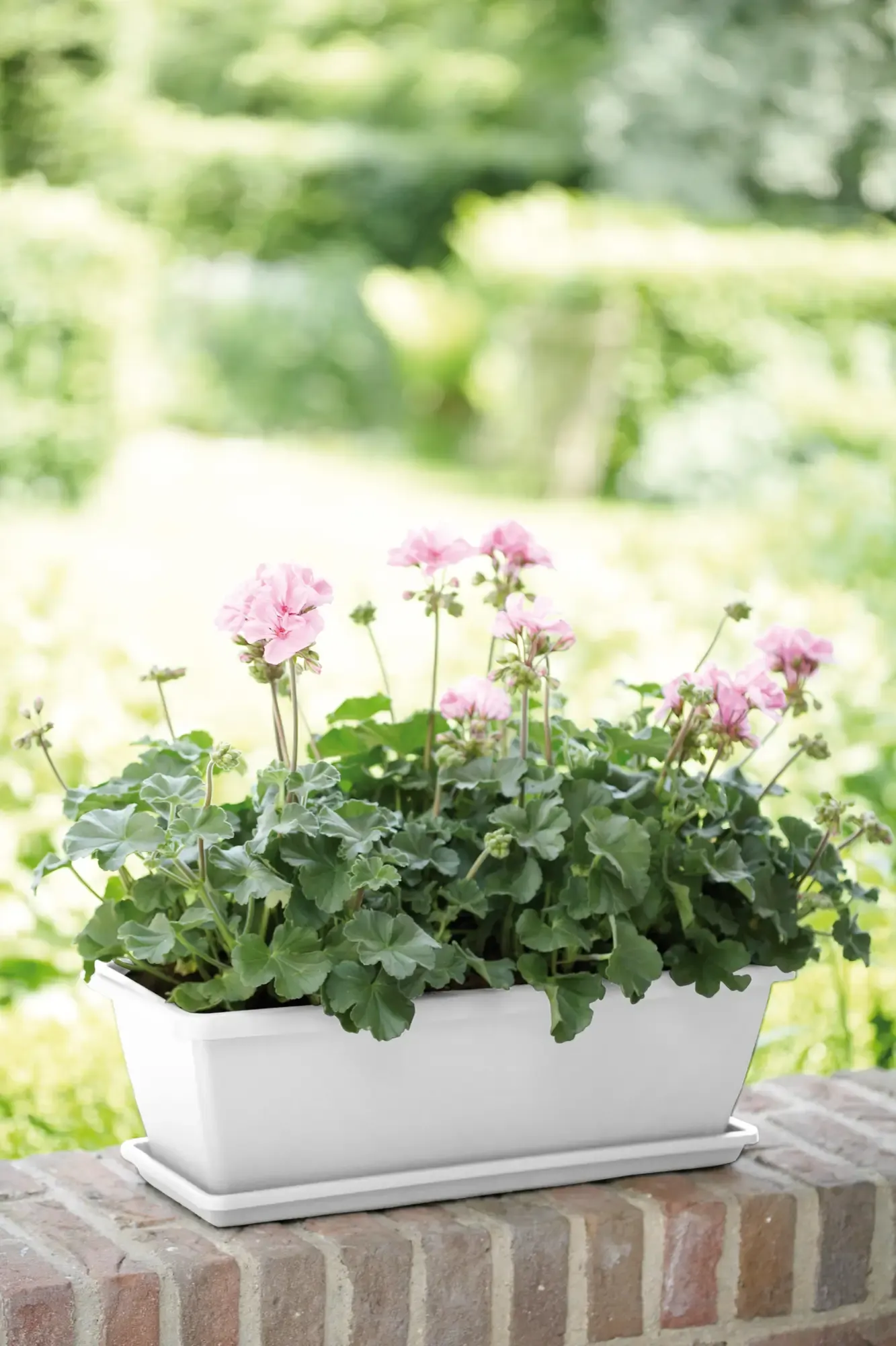 Elho Barcelona Balkonkasten 40 Cm, Weiss 5 Elho Barcelona Balkonkasten 40 Cm, Weiss – Bild 3