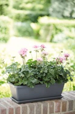 Elho Barcelona Balkonkasten 70 Cm, Anthrazit 11 Elho Barcelona Balkonkasten 70 Cm, Anthrazit -Deutschland Gartenbedarf Verkäufe 2024 elho barcelona balkonkasten 70 cm antracit 1667234 de