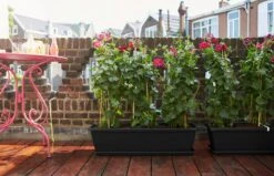 Elho Barcelona Balkonkasten 90 Cm, Anthrazit 12 Elho Barcelona Balkonkasten 90 Cm, Anthrazit -Deutschland Gartenbedarf Verkäufe 2024 elho barcelona balkonkasten 90 cm antracit 1662811 de