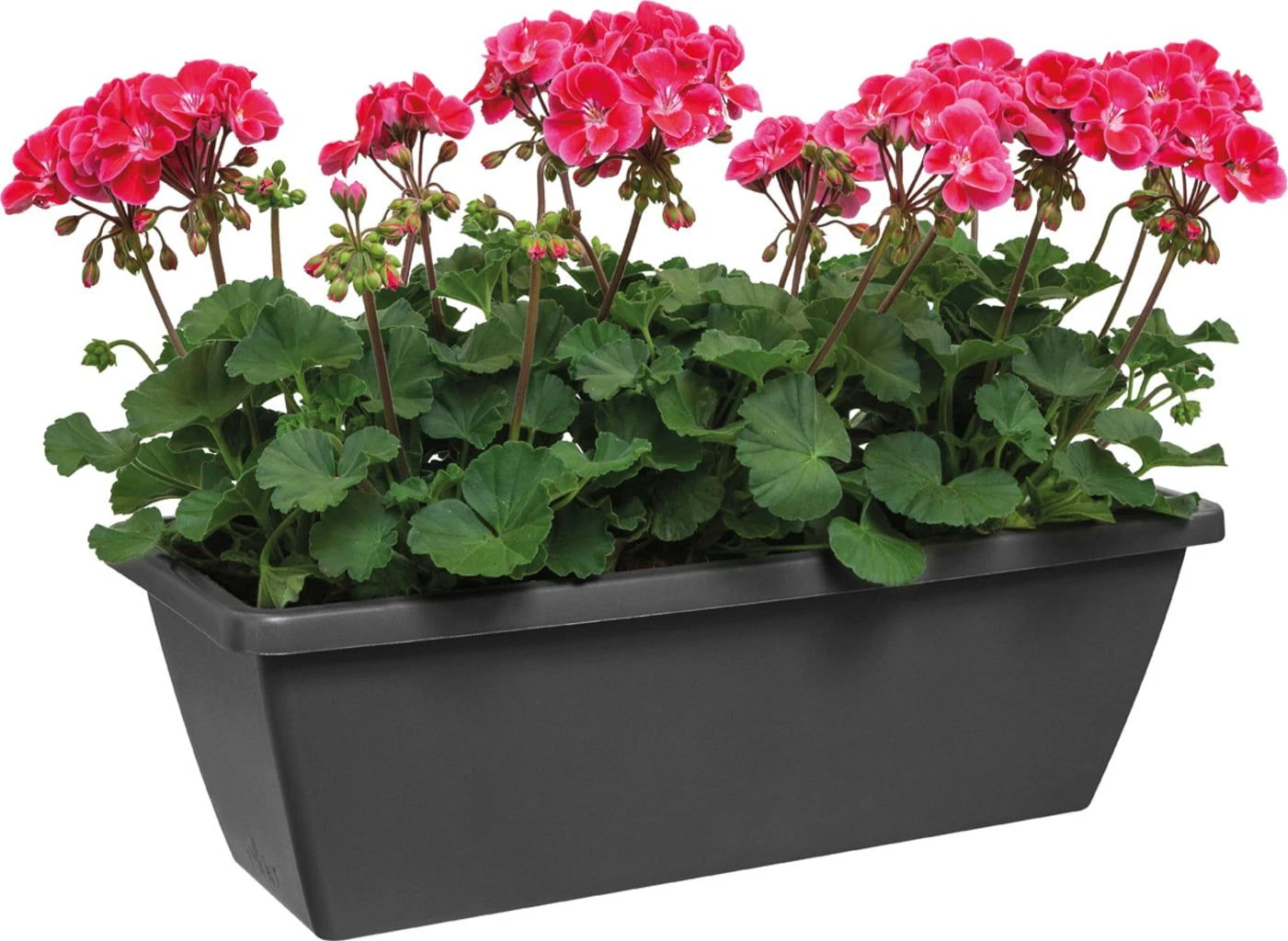 Elho Barcelona Balkonkasten 90 Cm, Anthrazit 8 Elho Barcelona Balkonkasten 90 Cm, Anthrazit – Bild 6