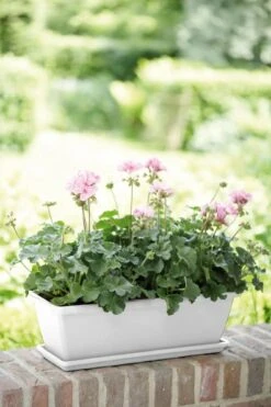 Elho Barcelona Balkonkasten Untersetzer 40 Cm, Weiss -Deutschland Gartenbedarf Verkäufe 2024 elho barcelona balkonkasten untersetzer 40 cm bela 1271485 de