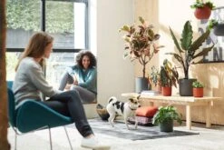 Elho B.for Soft Rund Anthrazit, Ø 22 Cm 13 Elho B.for Soft Rund Anthrazit, Ø 22 Cm -Deutschland Gartenbedarf Verkäufe 2024 elho bfor soft rund anthrazit 786485 de