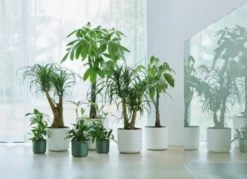 Elho B.for Soft Rund Laubgrün, Ø 18 Cm -Deutschland Gartenbedarf Verkäufe 2024 elho bfor soft rund laubgruen 1671526 de