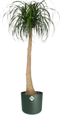 Elho B.for Soft Rund Laubgrün, Ø 18 Cm -Deutschland Gartenbedarf Verkäufe 2024 elho bfor soft rund laubgruen 1671527 de