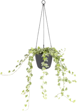 Elho Brussels Hängeampel "18cm", Anthrazit 13 Elho Brussels Hängeampel "18cm", Anthrazit -Deutschland Gartenbedarf Verkäufe 2024 elho brussels haengeampel 18cm antracit 1666534 de