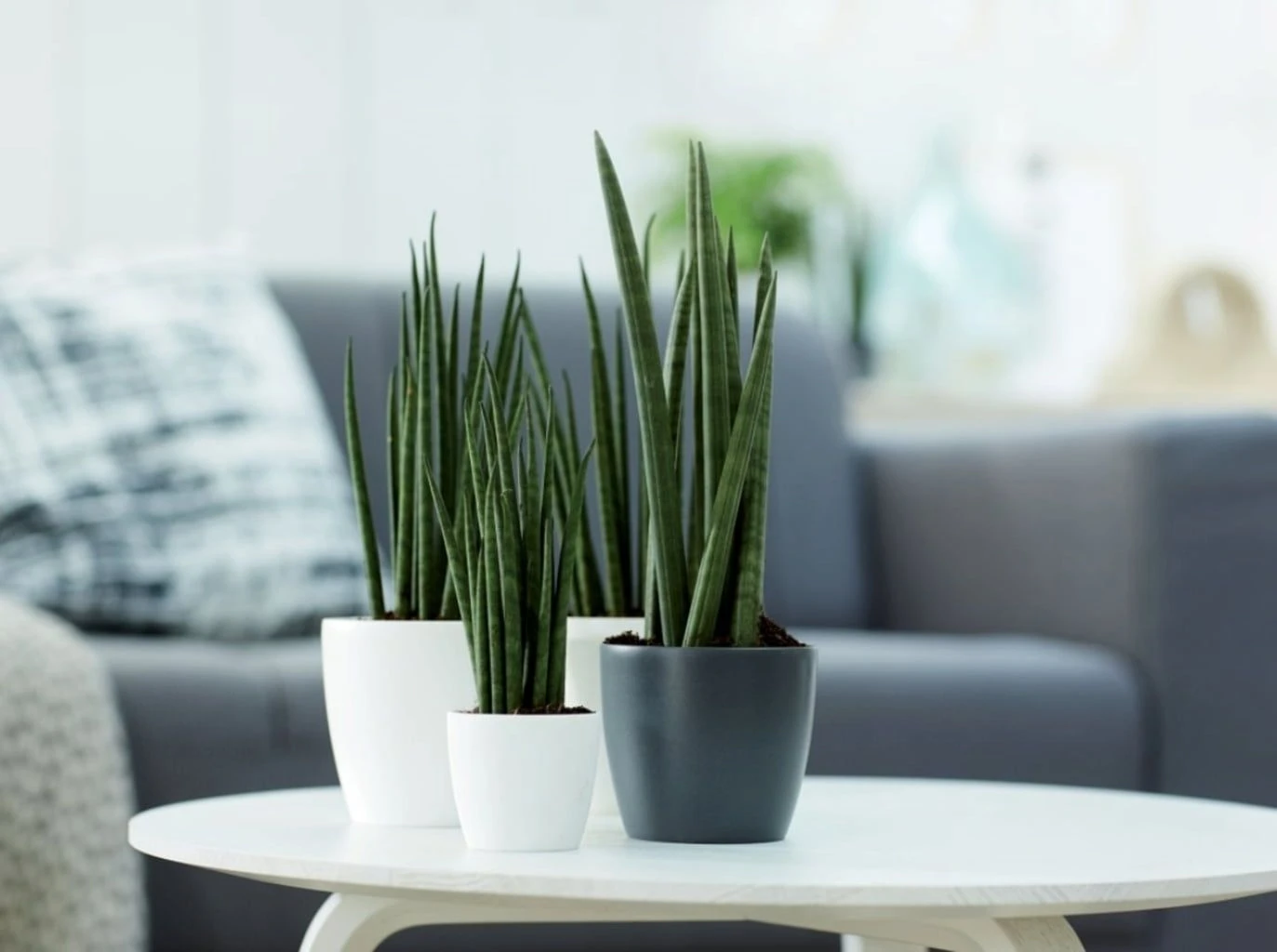 Elho Brussels Rund Mini 13 Cm, Anthrazit 4 Elho Brussels Rund Mini 13 Cm, Anthrazit – Bild 2