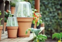 Elho Green Basics Anzucht Haus Rund, 30 Cm 10 Elho Green Basics Anzucht Haus Rund, 30 Cm -Deutschland Gartenbedarf Verkäufe 2024 elho green basics anzucht haus rund 1666625 de