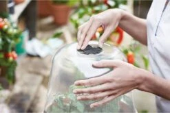 Elho Green Basics Anzucht Haus Rund, 30 Cm 9 Elho Green Basics Anzucht Haus Rund, 30 Cm -Deutschland Gartenbedarf Verkäufe 2024 elho green basics anzucht haus rund 1666626 de