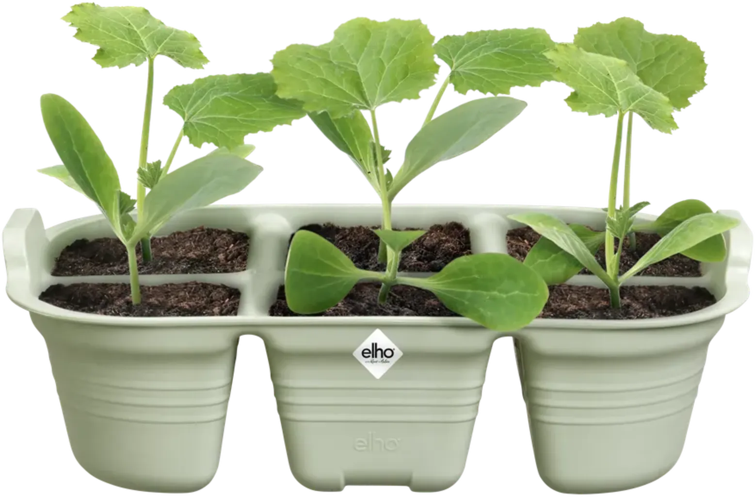 Elho Green Basics Anzucht-Set - Schwarz 17 Elho Green Basics Anzucht-Set - Schwarz – Bild 15